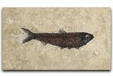 Detailed Fossil Fish (Knightia) - Huge For Species #349270-1
